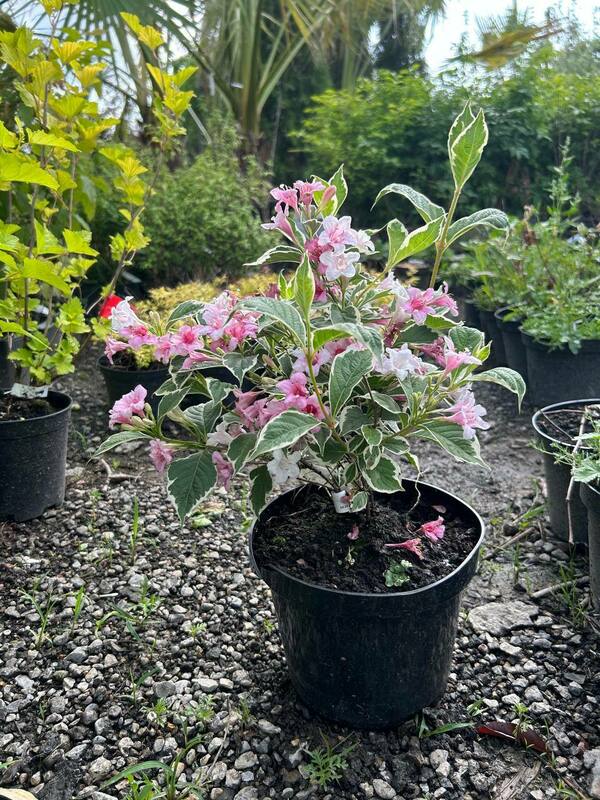 Вейгела Санни Фэнтази (Weigela 'Sunny Fantasy')