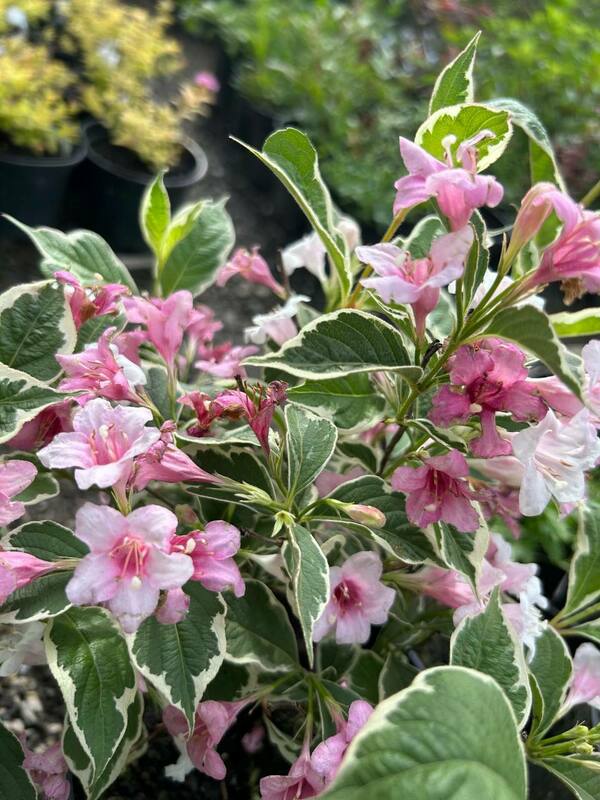 Вейгела Санни Фэнтази (Weigela 'Sunny Fantasy')