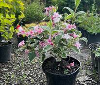 Вейгела Санни Фэнтази (Weigela 'Sunny Fantasy')