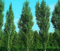 Берёза повислая Фастигиата (Betula pendula 'Fastigiata')