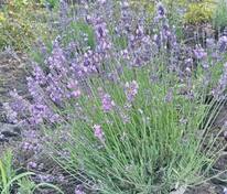 Лаванда узколистная (Lavandula angustifolia)