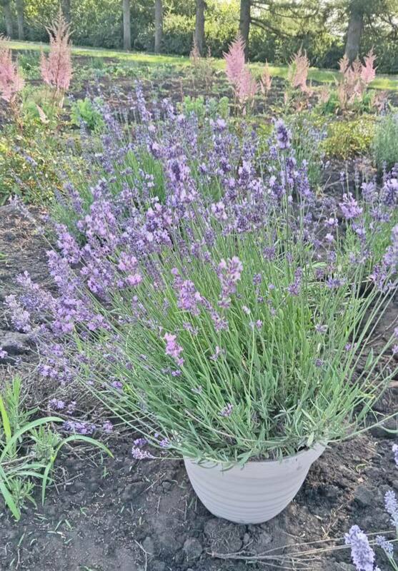 Лаванда (Lavandula)