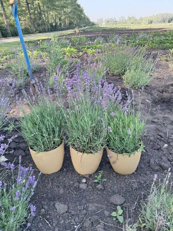 Лаванда (Lavandula)