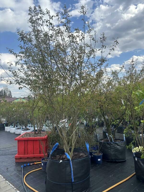 Ирга Ламарка (канадская) (Amelanchier lamarckii) ф. зонт