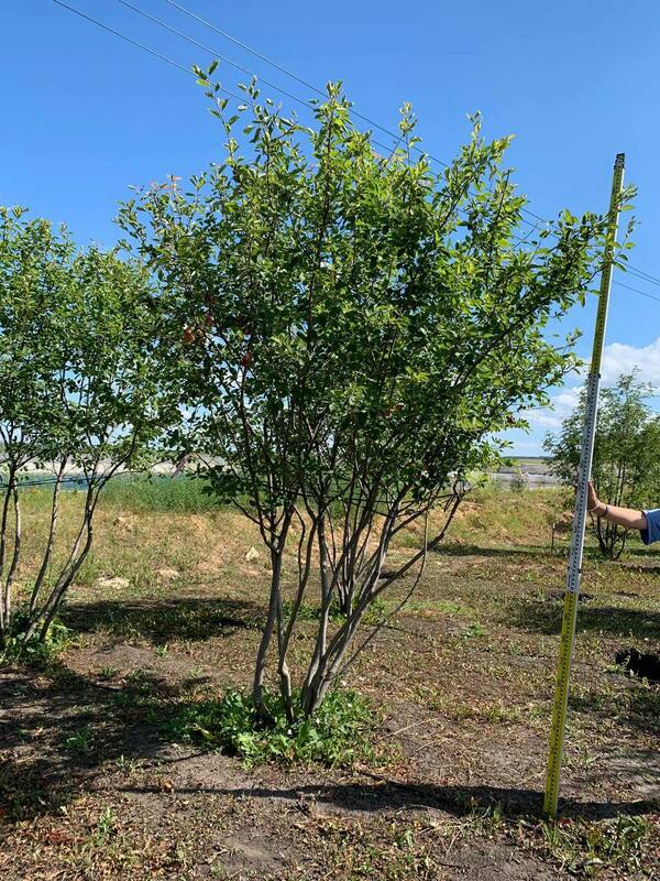 Ирга Ламарка (канадская) (Amelanchier lamarckii) ф. зонт