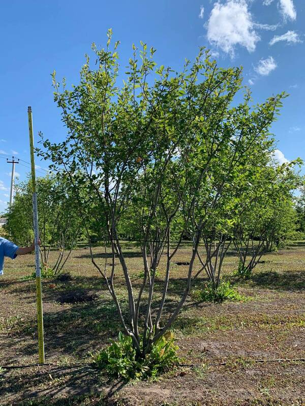 Ирга Ламарка (канадская) (Amelanchier lamarckii) ф. зонт