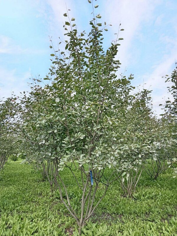 Ирга Ламарка (канадская) (Amelanchier lamarckii) ф. зонт