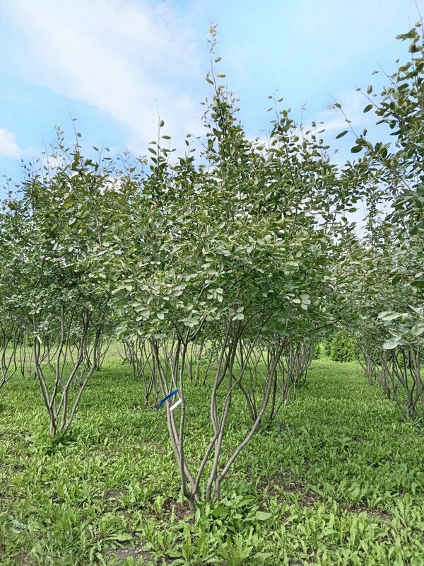 Ирга Ламарка (канадская) (Amelanchier lamarckii) ф. зонт