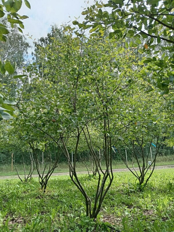 Ирга Ламарка (канадская) (Amelanchier lamarckii) ф. зонт