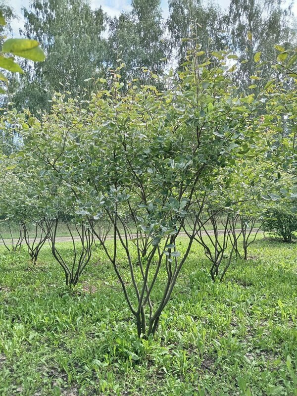 Ирга Ламарка (канадская) (Amelanchier lamarckii) ф. зонт