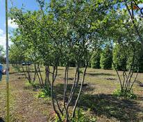 Ирга Ламарка (канадская) (Amelanchier lamarckii) ф. зонт