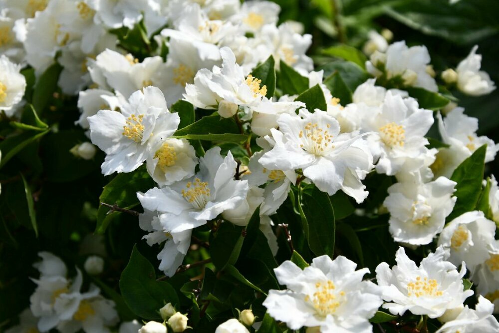 Чубушник венечный Дам Бланш (Philadelphus coronarius 'Dame Blanche')