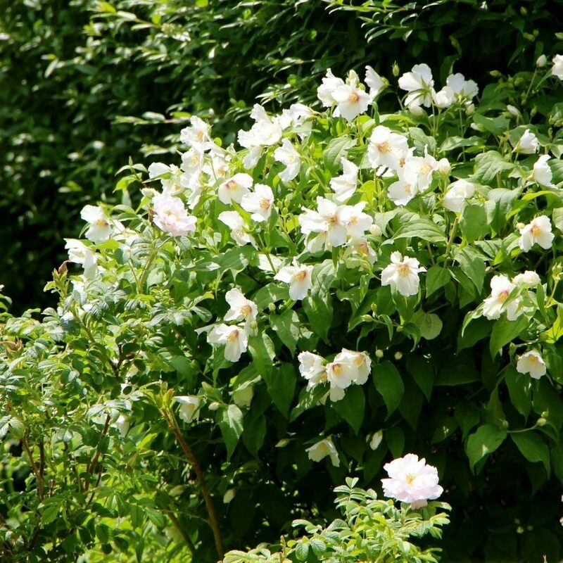 Чубушник венечный Дам Бланш (Philadelphus coronarius 'Dame Blanche')