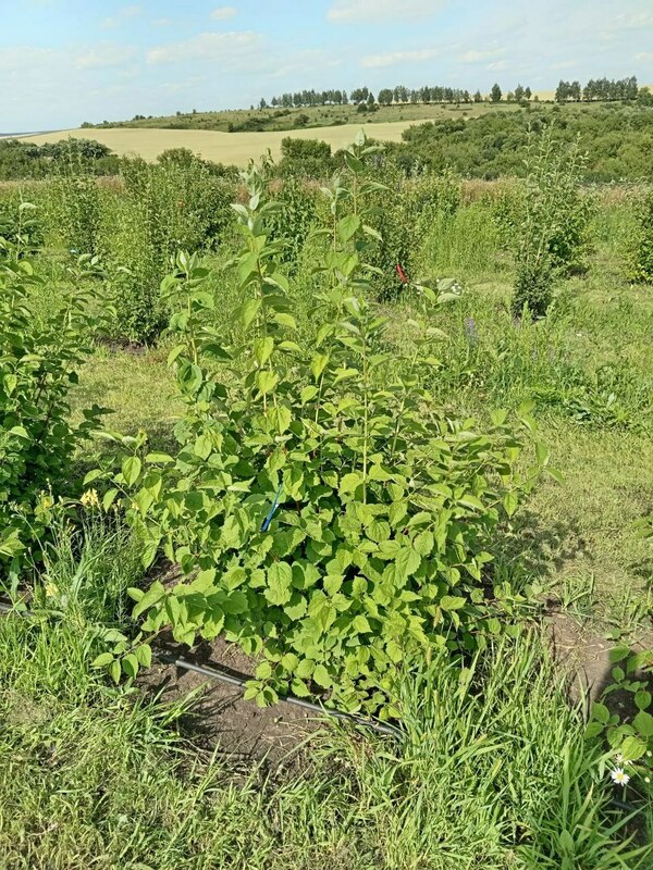 Чубушник венечный Дам Бланш (Philadelphus coronarius 'Dame Blanche')