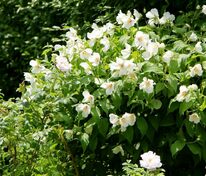 Чубушник венечный Дам Бланш (Philadelphus coronarius 'Dame Blanche')