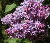 Сирень обыкновенная Тарас Бульба (Syringa vulgaris 'Taras Bulba')