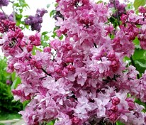 Сирень обыкновенная Олимпиада Колесникова (Syringa vulgaris 'Olimpiada Kolesnikova')