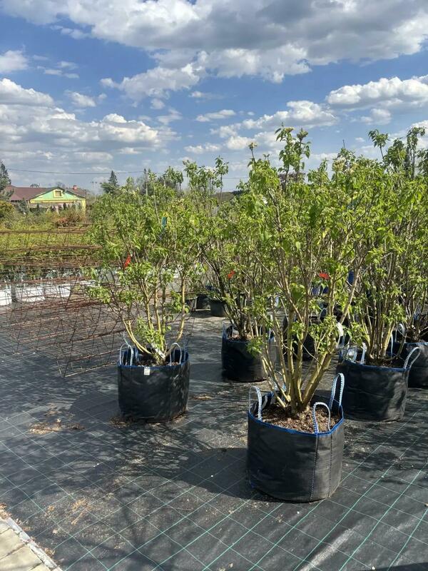 Сирень обыкновенная Мадам Лемуан (Syringa vulgaris 'Mme Lemoine')
