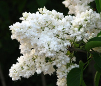 Сирень обыкновенная Мадам Лемуан (Syringa vulgaris 'Mme Lemoine')