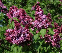 Сирень Президент Пуанкаре (Syringa 'President Poincare')