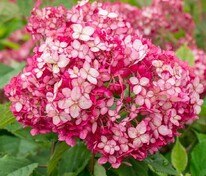 Гортензия древовидная Руби Аннабель (Hydrangea arborescens 'Ruby Annabelle')