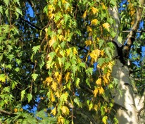 Берёза повислая Лациниата (Betula pendula 'Laciniata')