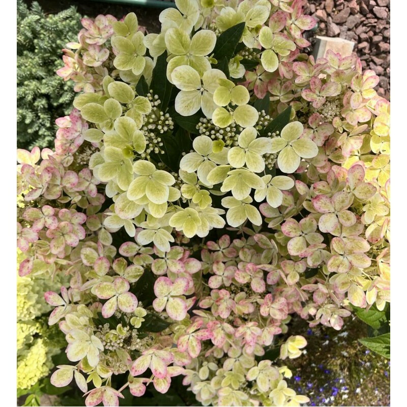 Гортензия метельчатая "Pastel Green" (Пастел Грин)