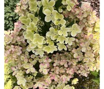 Гортензия метельчатая Пастел Грин (Hydrangea paniculata 'Pastel Green')