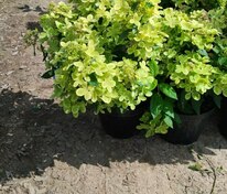 Гортензия метельчатая "Pastel Green" (Пастел Грин)