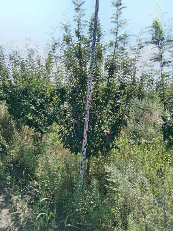 Рябина Мичуринская красавица (Sorbus 'Michurinskaya Krasavitsa')