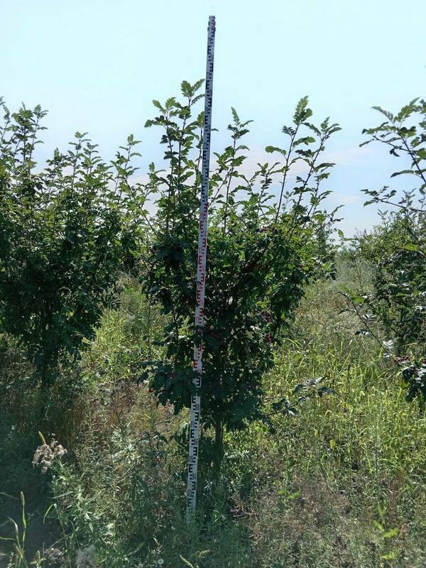 Рябина Мичуринская красавица (Sorbus 'Michurinskaya Krasavitsa')