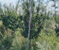 Рябина Мичуринская красавица (Sorbus 'Michurinskaya Krasavitsa')