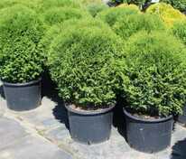 Туя западная Литтл Гиант (Thuja occidentalis 'Little Giant')
