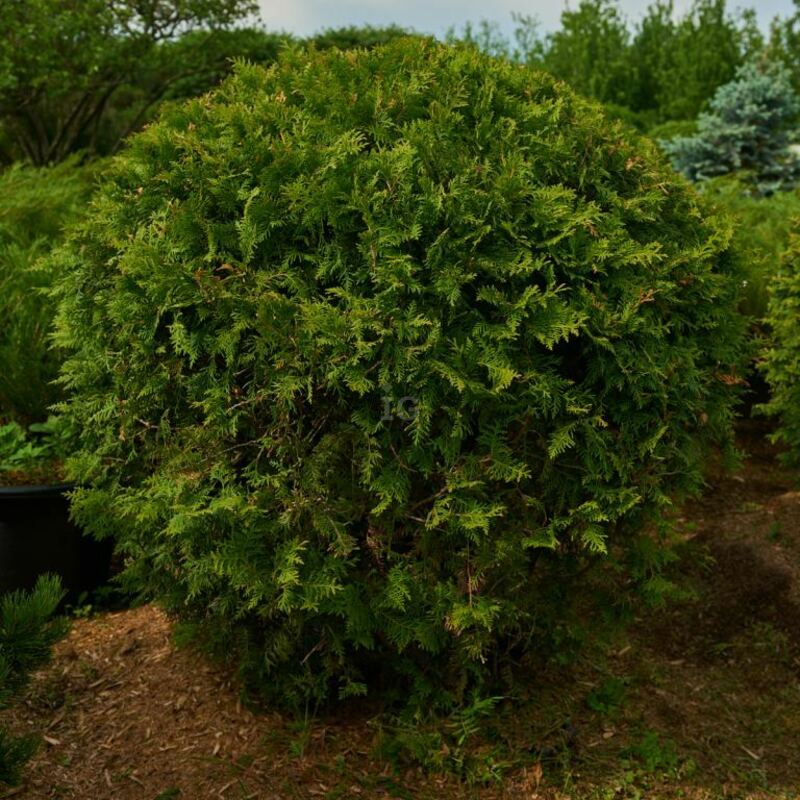 Туя западная Брабант (Thuja occidentalis 'Brabant') формы