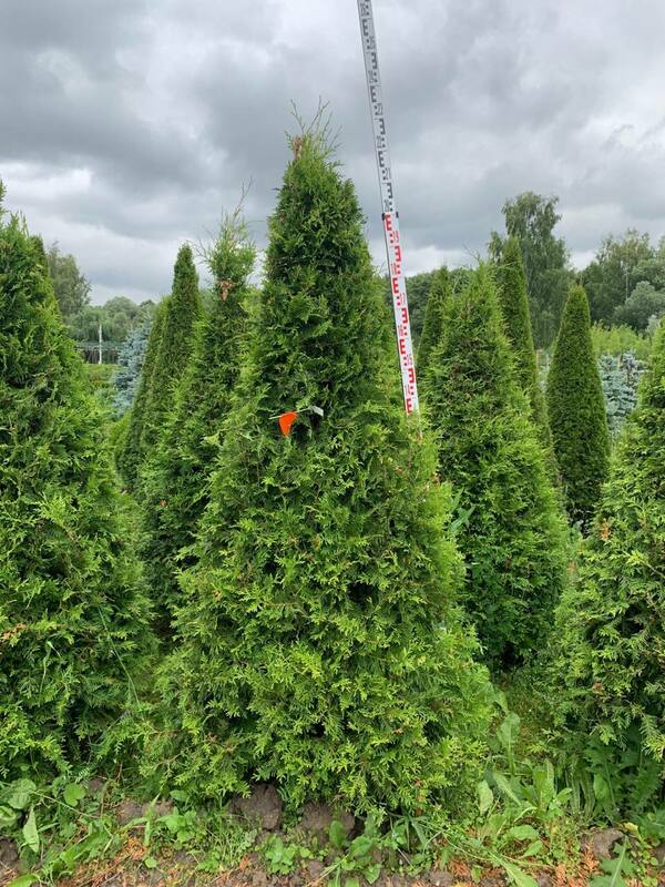 Туя западная Брабант (Thuja occidentalis 'Brabant') формы