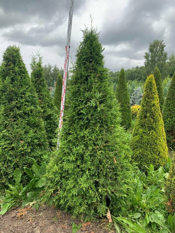 Туя западная Брабант (Thuja occidentalis 'Brabant') формы