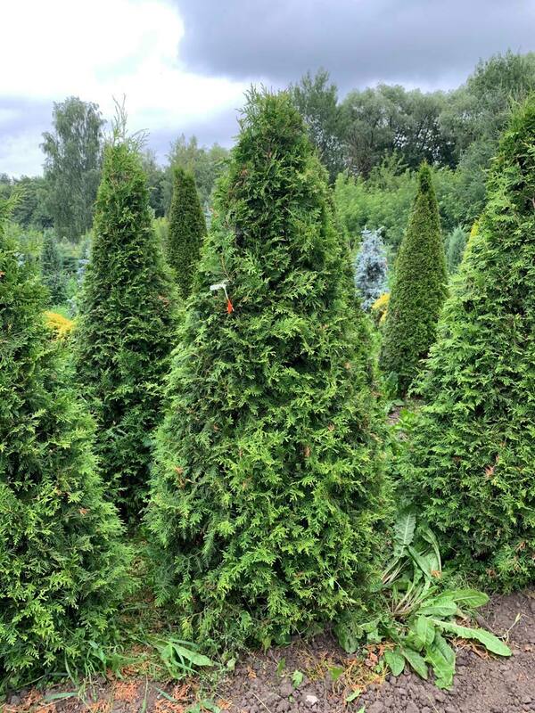 Туя западная Брабант (Thuja occidentalis 'Brabant') формы