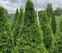 Туя западная Брабант (Thuja occidentalis 'Brabant') формы