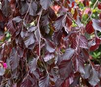 Берёза повислая Пурпуреа (Betula pendula 'Purpurea') (плакучая)