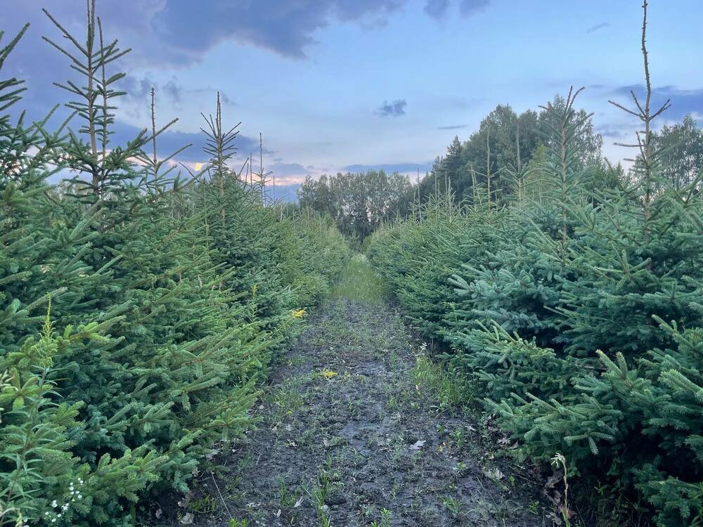 Ель канадская (Picea glauca) видовая
