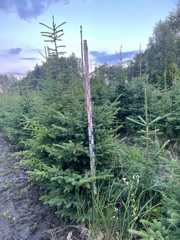 Ель канадская (Picea glauca) видовая