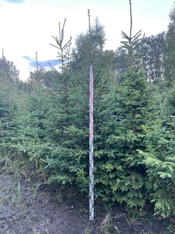 Ель канадская (Picea glauca) видовая