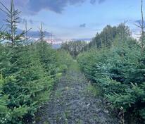 Ель канадская (Picea glauca) видовая