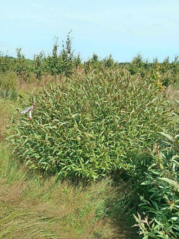 Ива ломкая (Salix fragilis)