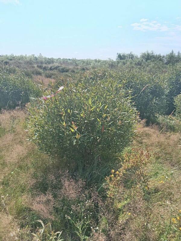Ива ломкая (Salix fragilis)