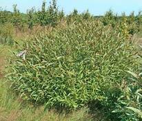 Ива ломкая (Salix fragilis)