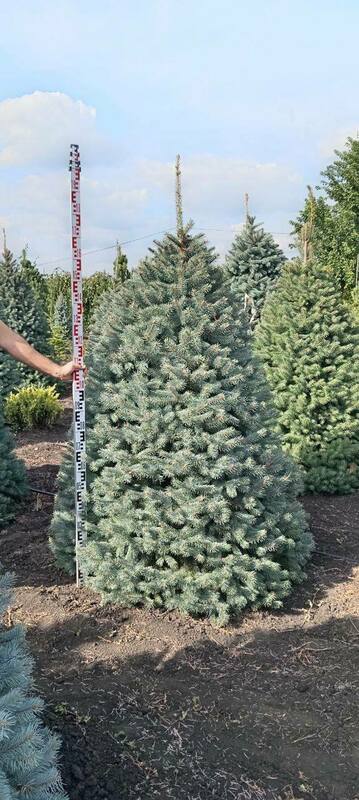 Ель колючая Глаука (Picea pungens 'Glauca') стриженная