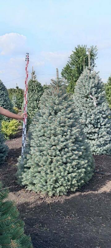 Ель колючая Глаука (Picea pungens 'Glauca') стриженная