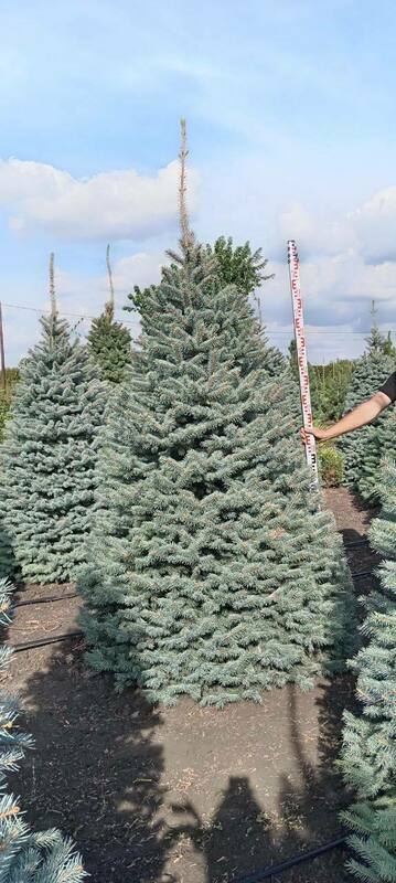 Ель колючая Глаука (Picea pungens 'Glauca') стриженная
