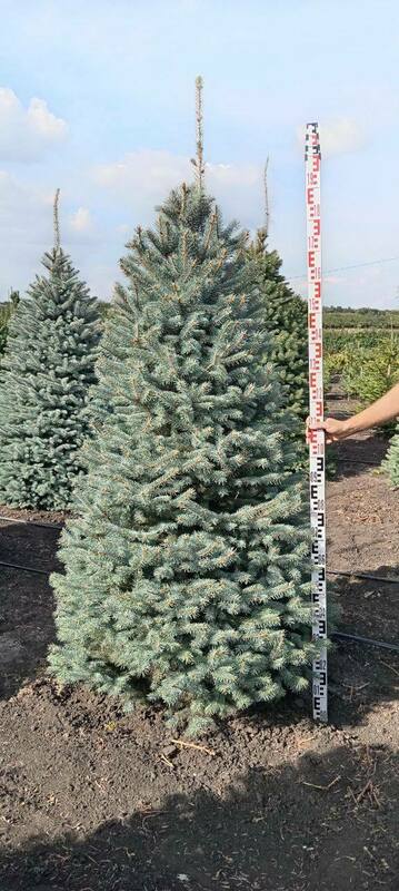 Ель колючая Глаука (Picea pungens 'Glauca') стриженная